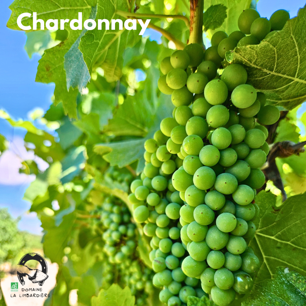 le chardonnay
